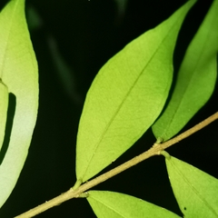 Eugenia biflora