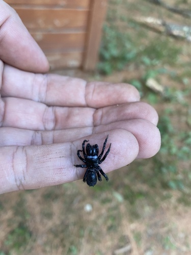 Black Purseweb Spider photo 4
