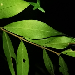 Eugenia biflora