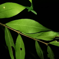 Eugenia biflora