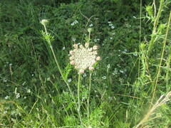 Daucus carota
