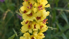Verbascum nigrum