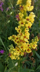 Verbascum nigrum