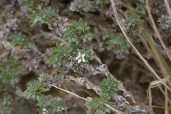 Euploca confertifolia