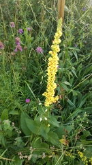 Verbascum nigrum