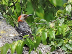 Melanerpes carolinus