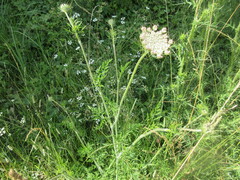 Daucus carota