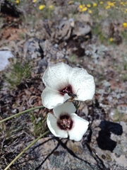 Calochortus umpquaensis