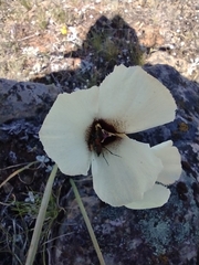 Calochortus umpquaensis