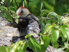 Melanerpes carolinus