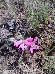 Silene hookeri