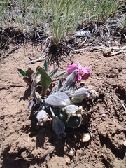 Silene hookeri