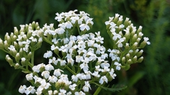 Achillea