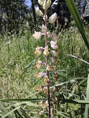 Lupinus oreganus