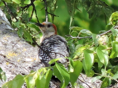Melanerpes carolinus