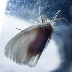 Euproctis melanosoma