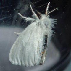 Euproctis melanosoma