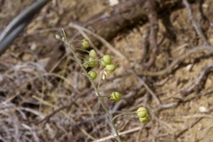 Physaria thamnophila