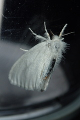 Euproctis melanosoma