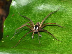 Dolomedes raptor