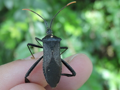 Acanthocephala terminalis