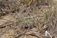 Physaria thamnophila