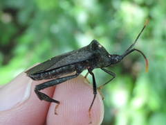 Acanthocephala terminalis