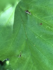 Blaesodiplosis venae