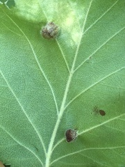 Blaesodiplosis venae