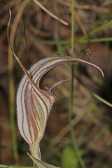 Pterostylis coccina
