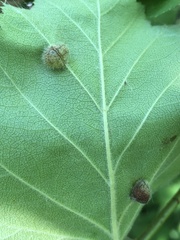 Blaesodiplosis venae