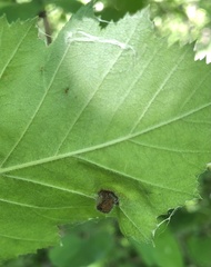 Blaesodiplosis venae