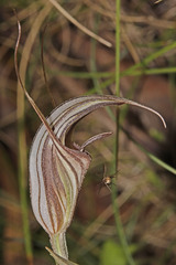 Pterostylis coccina