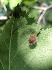 Blaesodiplosis venae