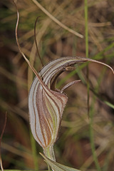 Pterostylis coccina