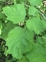 Blaesodiplosis venae