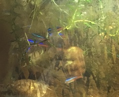 Paracheirodon innesi
