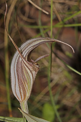 Pterostylis coccina