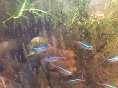 Paracheirodon innesi