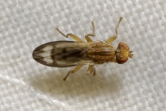 Opomyza germinationis