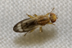 Opomyza germinationis