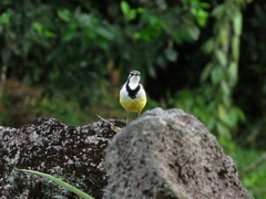 Motacilla flaviventris