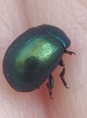 Chrysolina varians