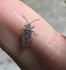 Melacoryphus nigrinervis