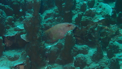 Cephalopholis urodeta