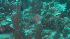 Cephalopholis urodeta