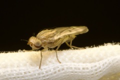 Opomyza germinationis