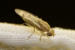 Opomyza germinationis