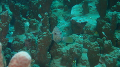 Cephalopholis urodeta