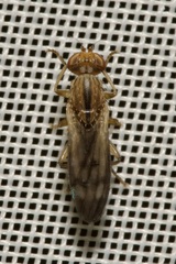 Opomyza germinationis